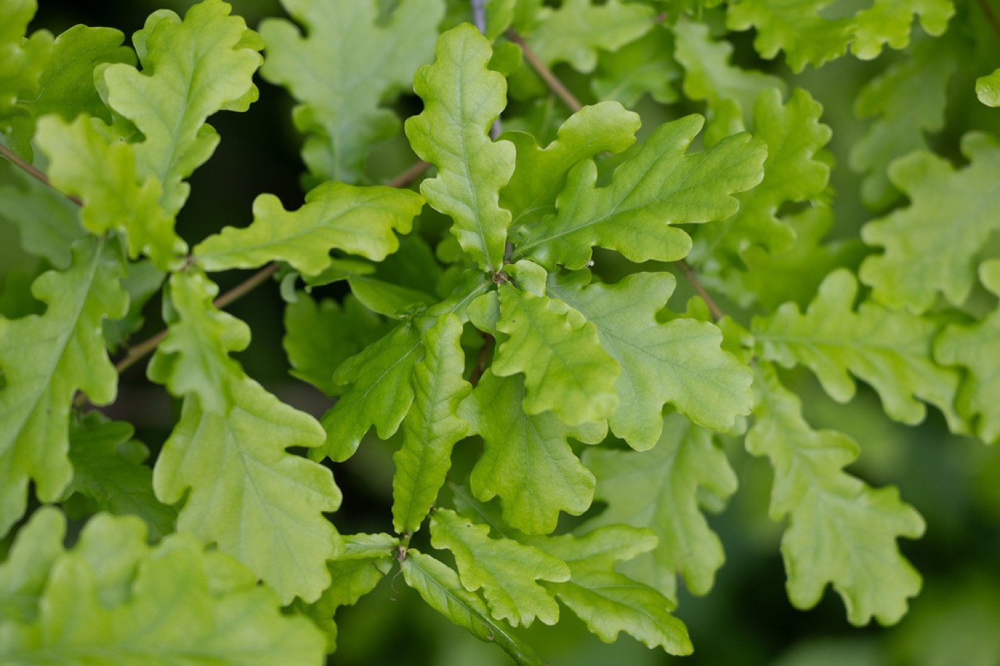 An oak in full leaf